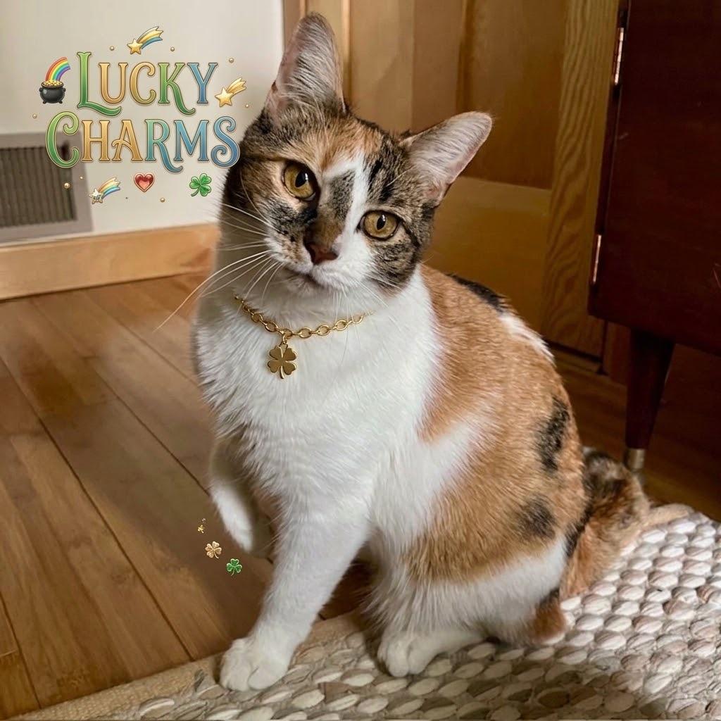 Enlarge Lucky Charms, a Adoptable Domestic Short Hair in South Elgin, IL image 5/6