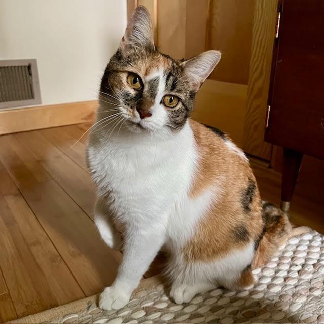 Lucky Charms, a Adoptable Domestic Short Hair in South Elgin, IL image 6/6