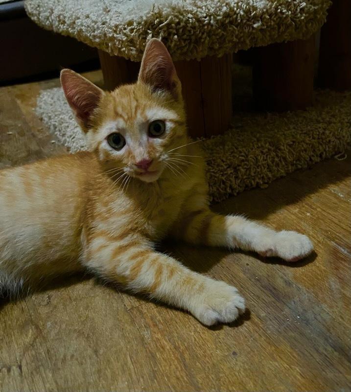 Reggie, Adoptable, Young Male Domestic Short Hair.