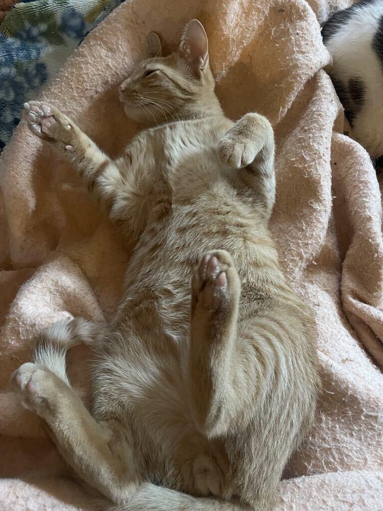 Enlarge Reggie, a Adoptable Domestic Short Hair in Urbana, IL image 2/6