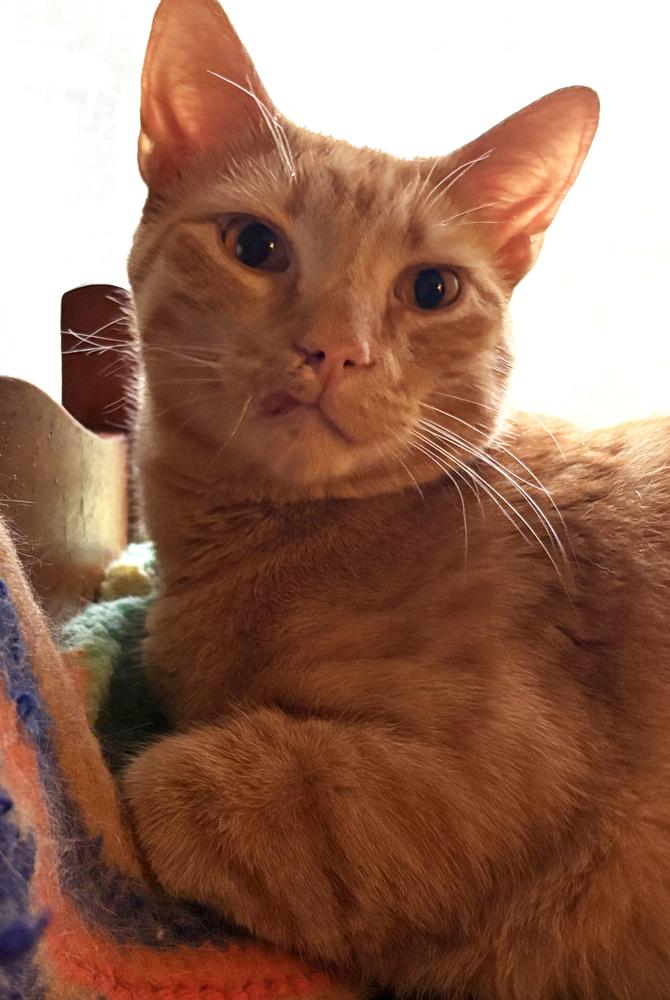 Enlarge Reggie, a Adoptable Domestic Short Hair in Urbana, IL image 4/6