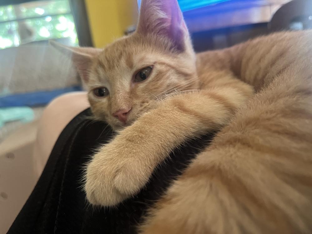 Enlarge Reggie, a Adoptable Domestic Short Hair in Urbana, IL image 6/6