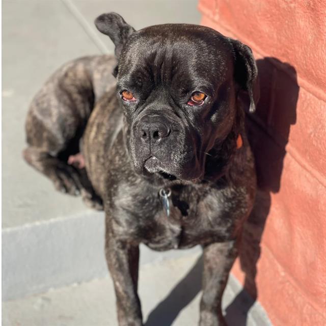 Enlarge RUTABAGA, a Adoptable mixed breed in Long Beach, CA image 1/1