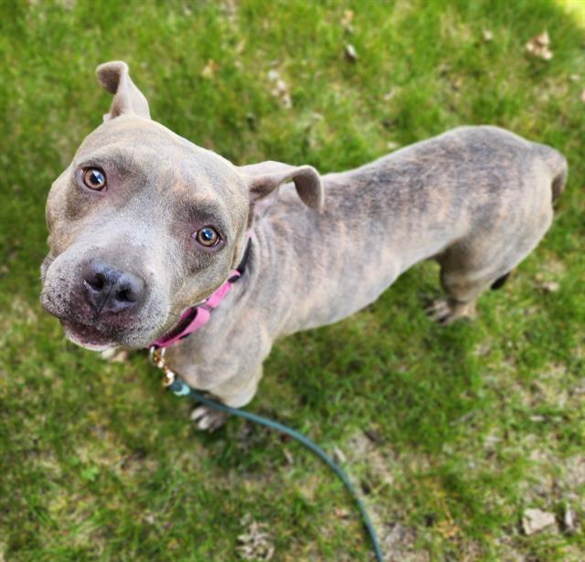 Enlarge ZELDA, a Adoptable mixed breed in Minneapolis, MN image 1/1