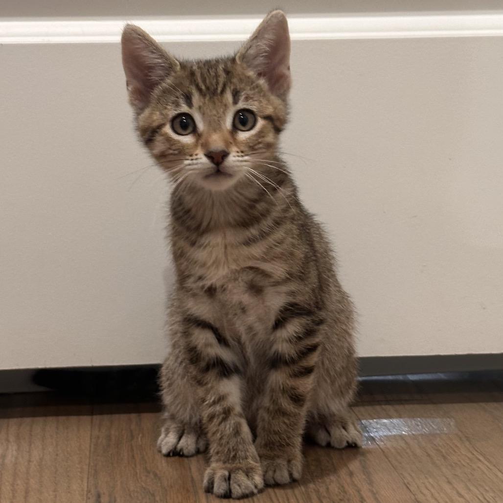 Russell, Adoptable, Kitten Male Domestic Short Hair.