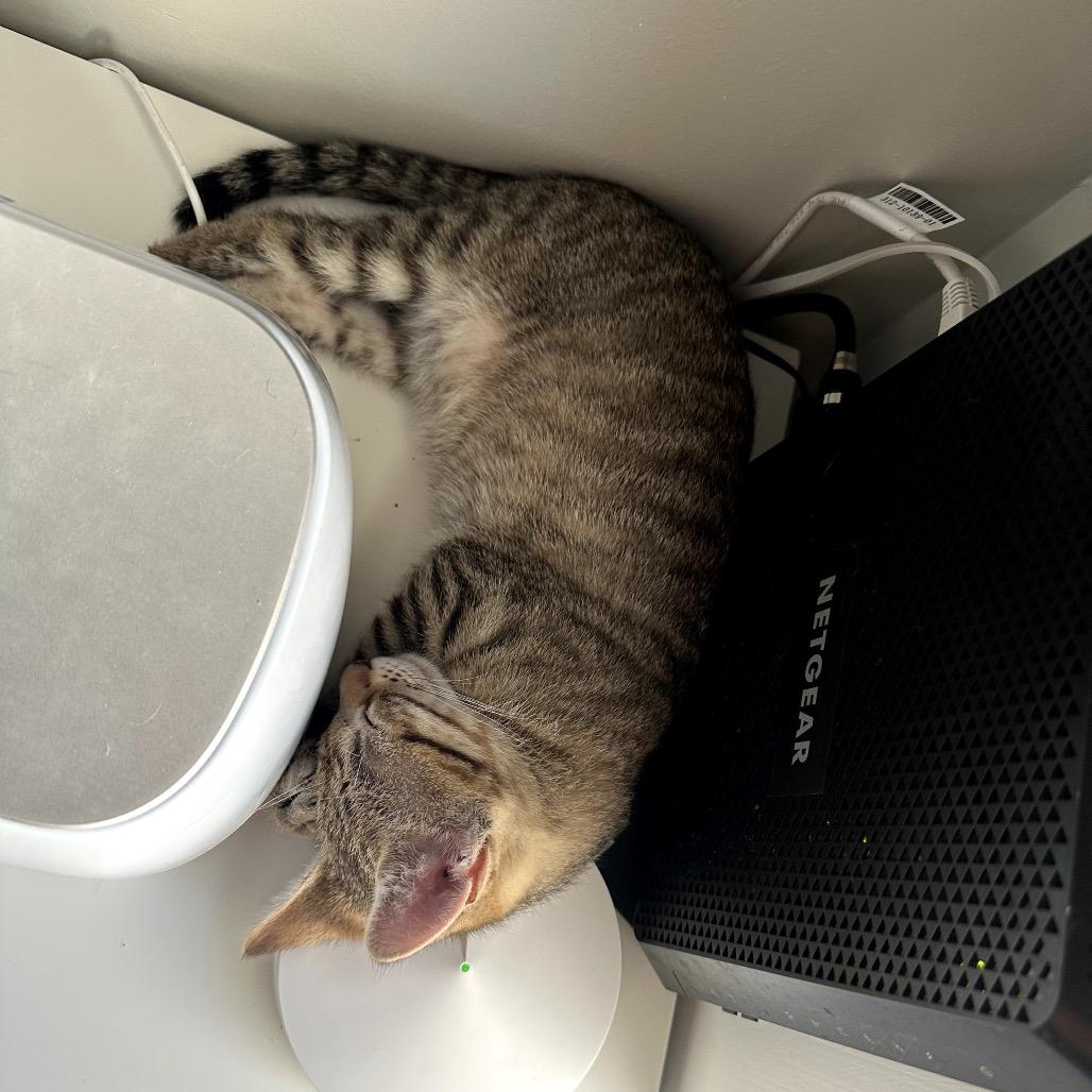 Enlarge Russell, a Adoptable mixed breed in Houston, TX image 4/5