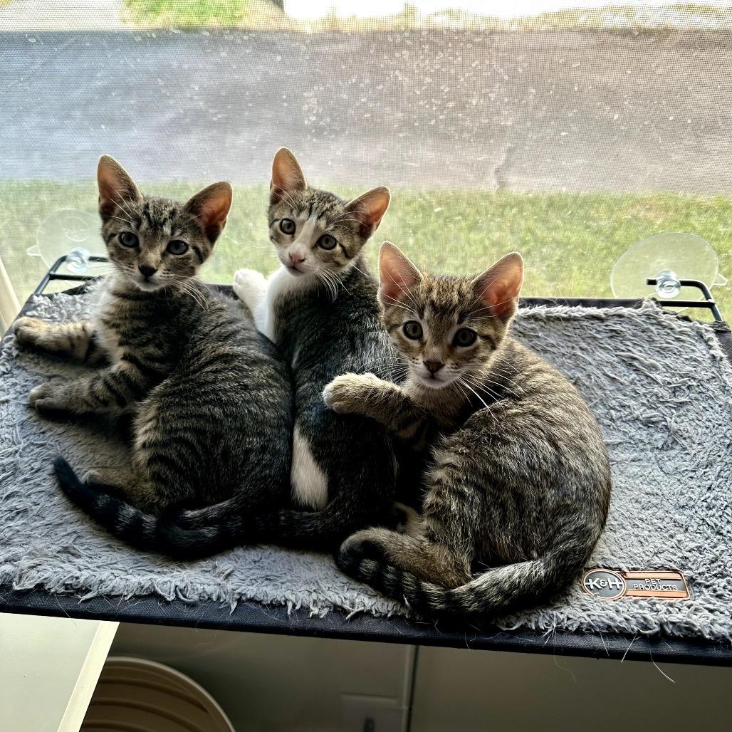 Enlarge Russell, a Adoptable mixed breed in Houston, TX image 5/5