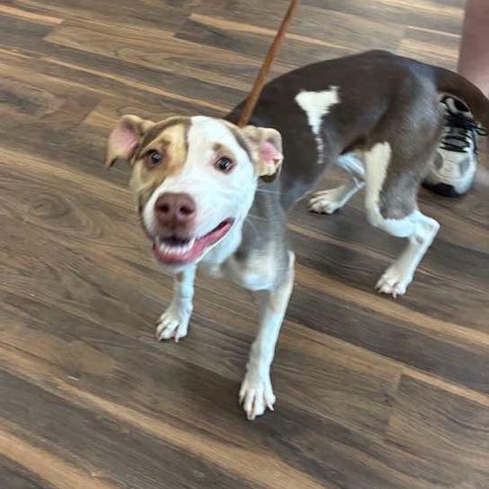 Patches, Adoptable, Young Female Mixed Breed.