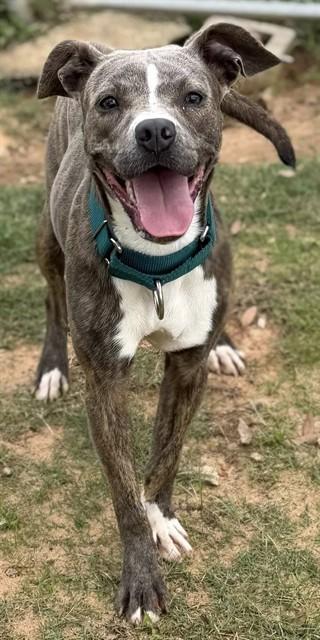TIA, Adoptable, Young Female Pit Bull Terrier.