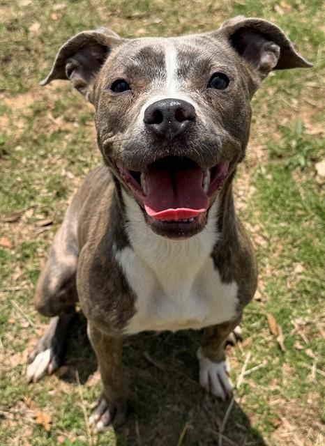 TIA, Adoptable, Young Female Pit Bull Terrier.