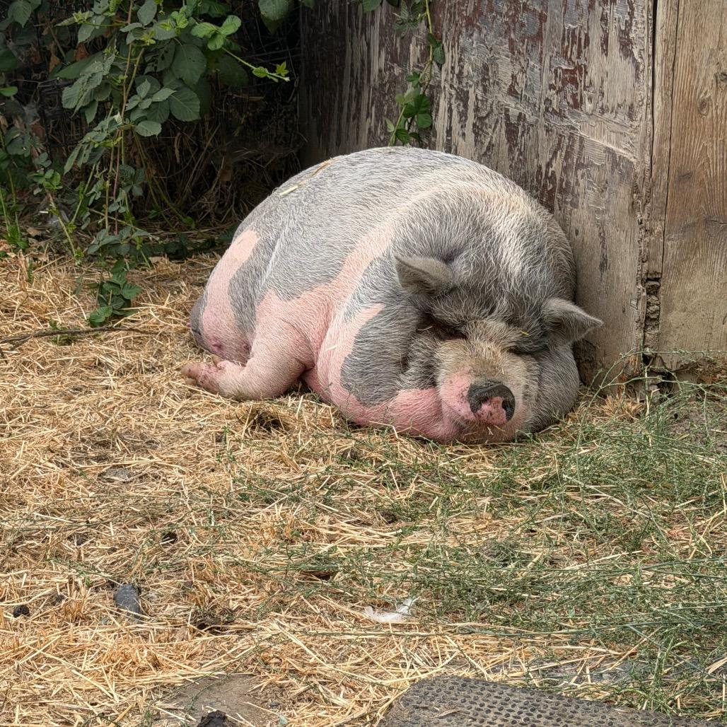 Enlarge Daisy and Petunia, a Adoptable mixed breed in Grass Valley, CA image 4/4