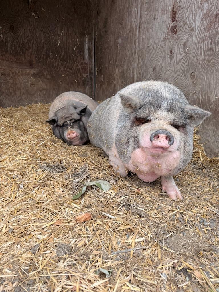 Daisy and Petunia, Adoptable, Adult Female Pot Bellied & Vietnamese Pot Bellied.