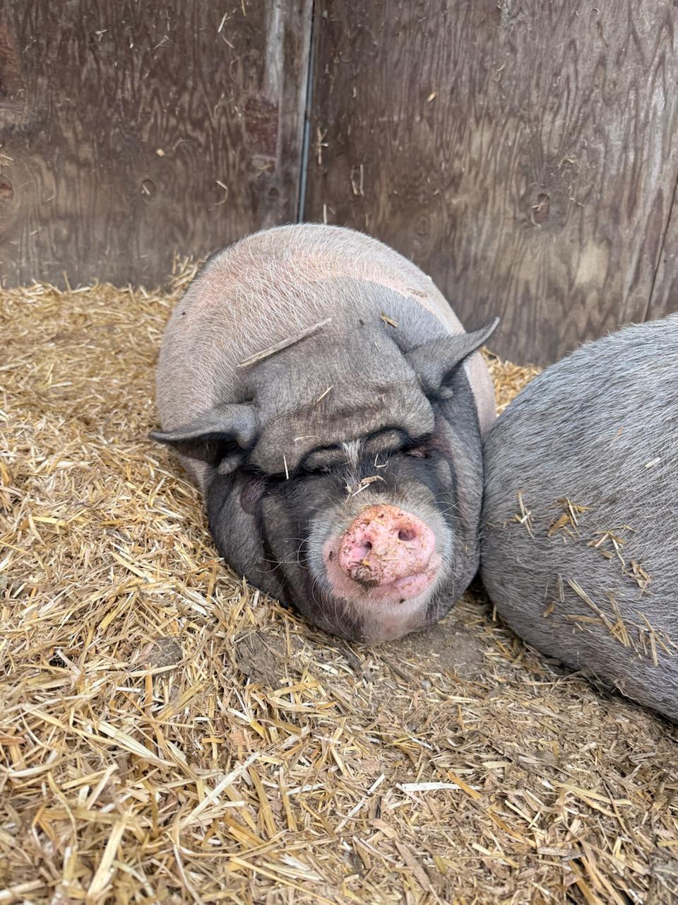 Enlarge Daisy and Petunia, a Adoptable mixed breed in Grass Valley, CA image 3/4