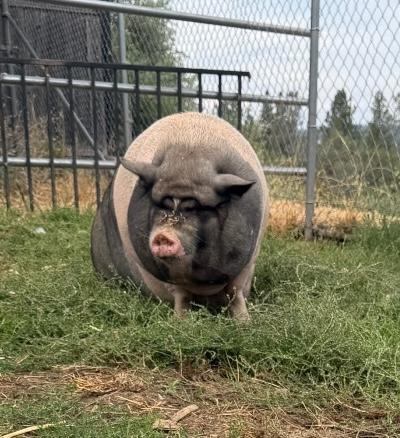 Enlarge Daisy and Petunia, a Adoptable mixed breed in Grass Valley, CA image 2/4