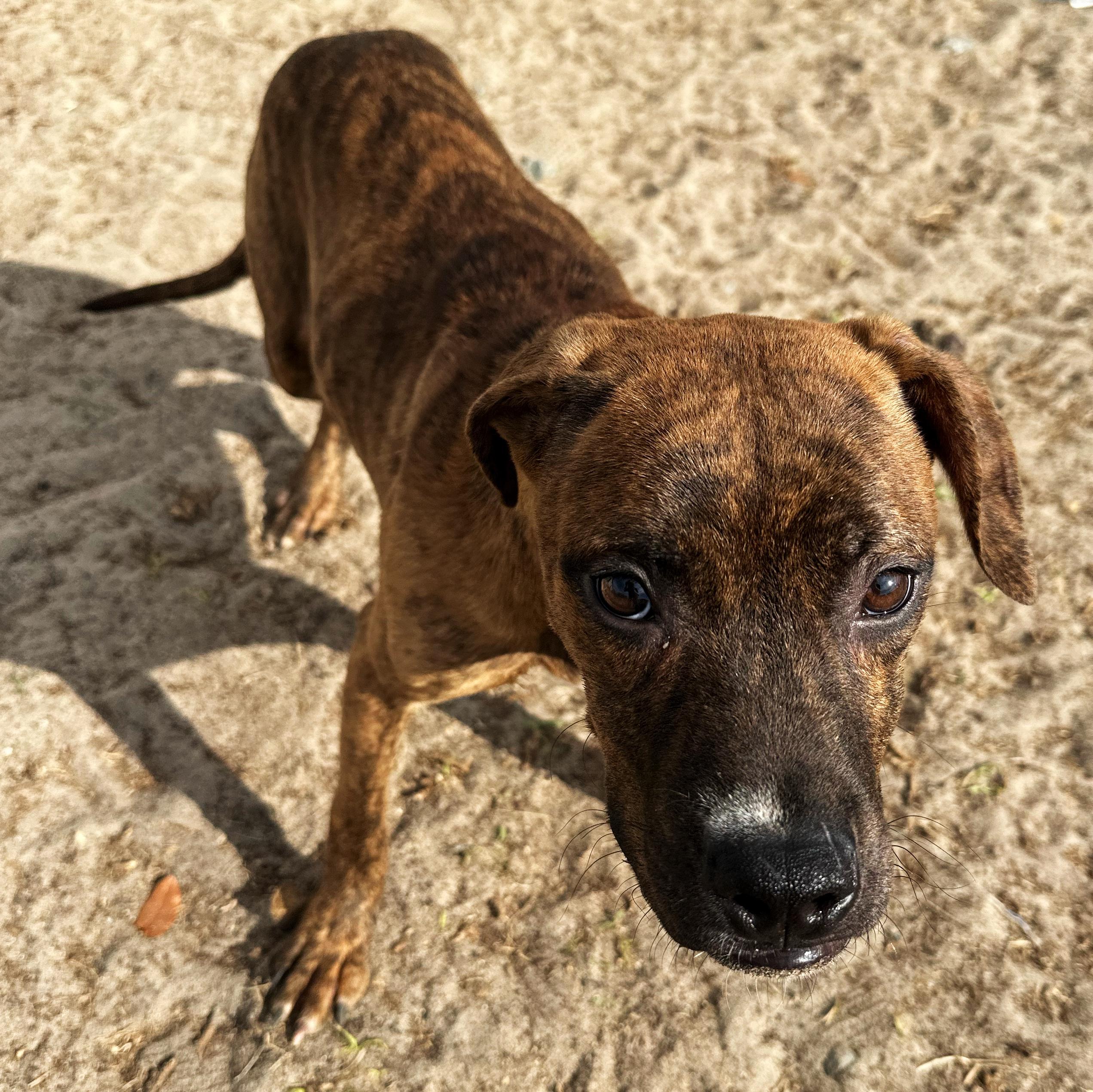 Budgie, a Adoptable mixed breed in Valdosta, GA image 1/5