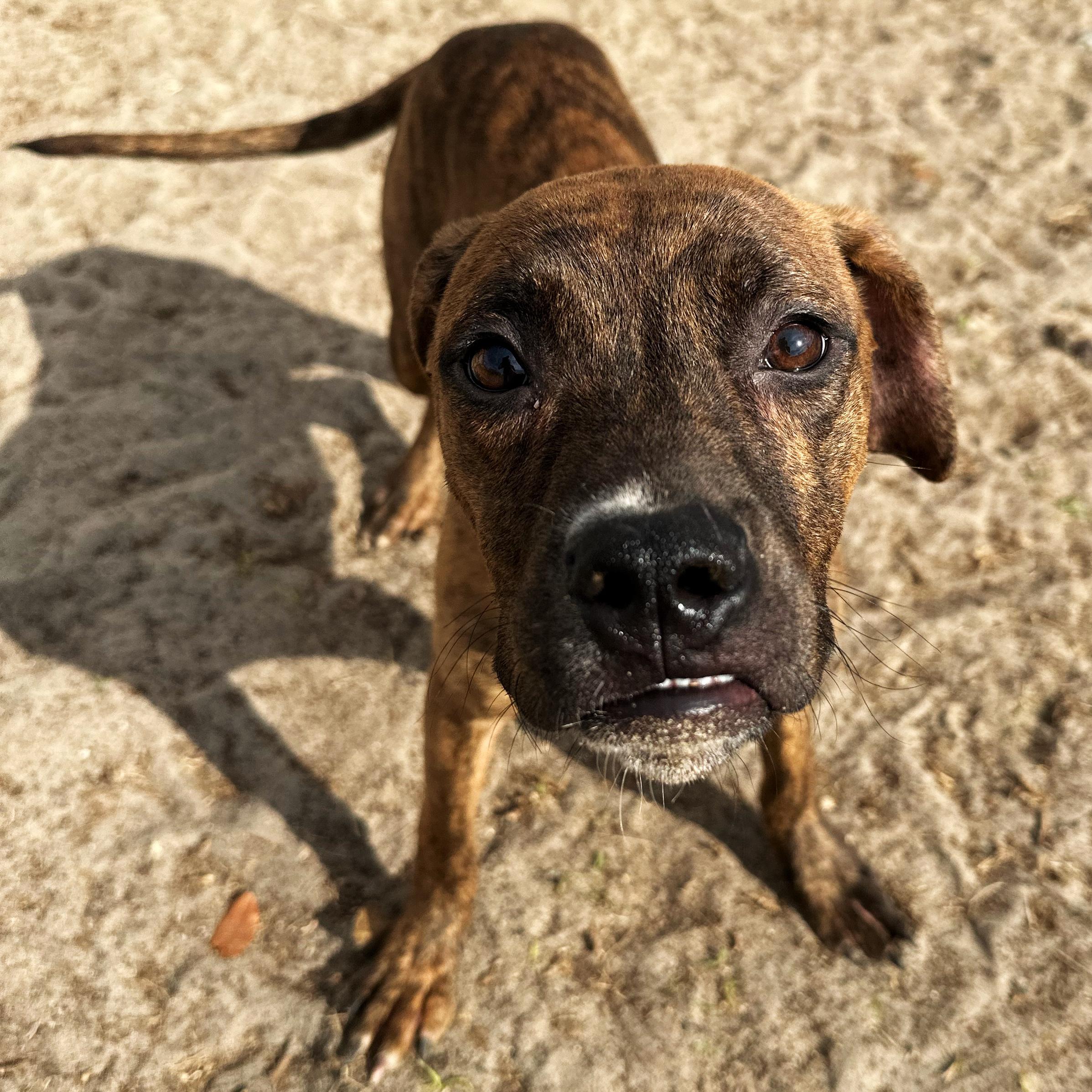 Budgie, a Adoptable mixed breed in Valdosta, GA image 2/5