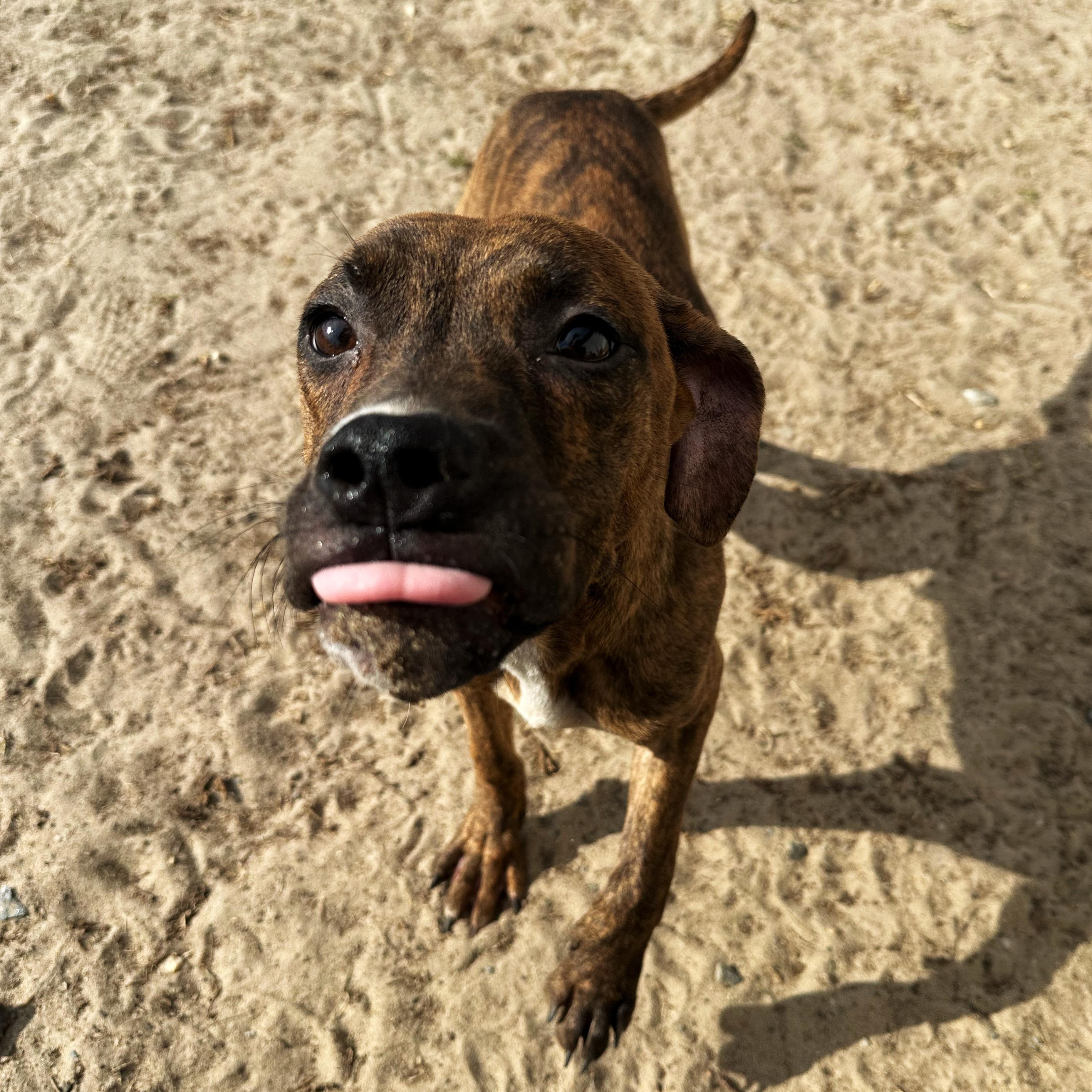 Budgie, a Adoptable mixed breed in Valdosta, GA image 3/5