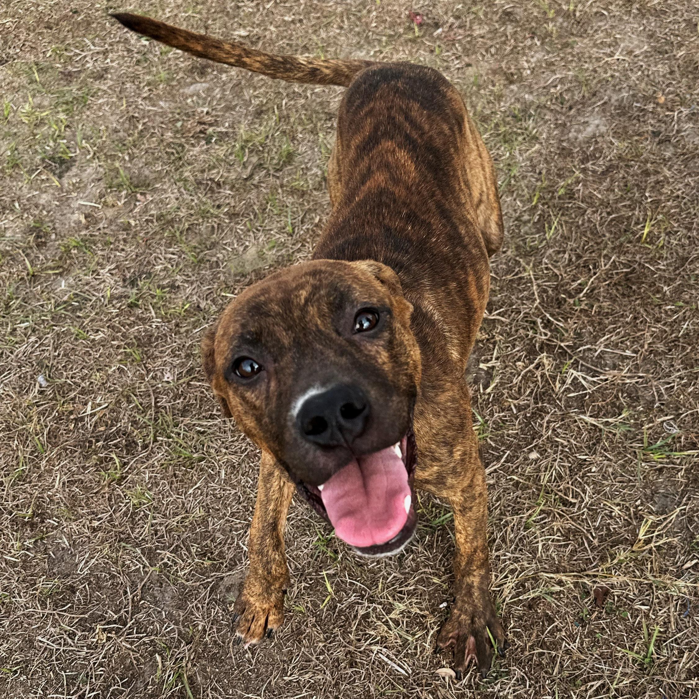 Budgie, a Adoptable mixed breed in Valdosta, GA image 4/5
