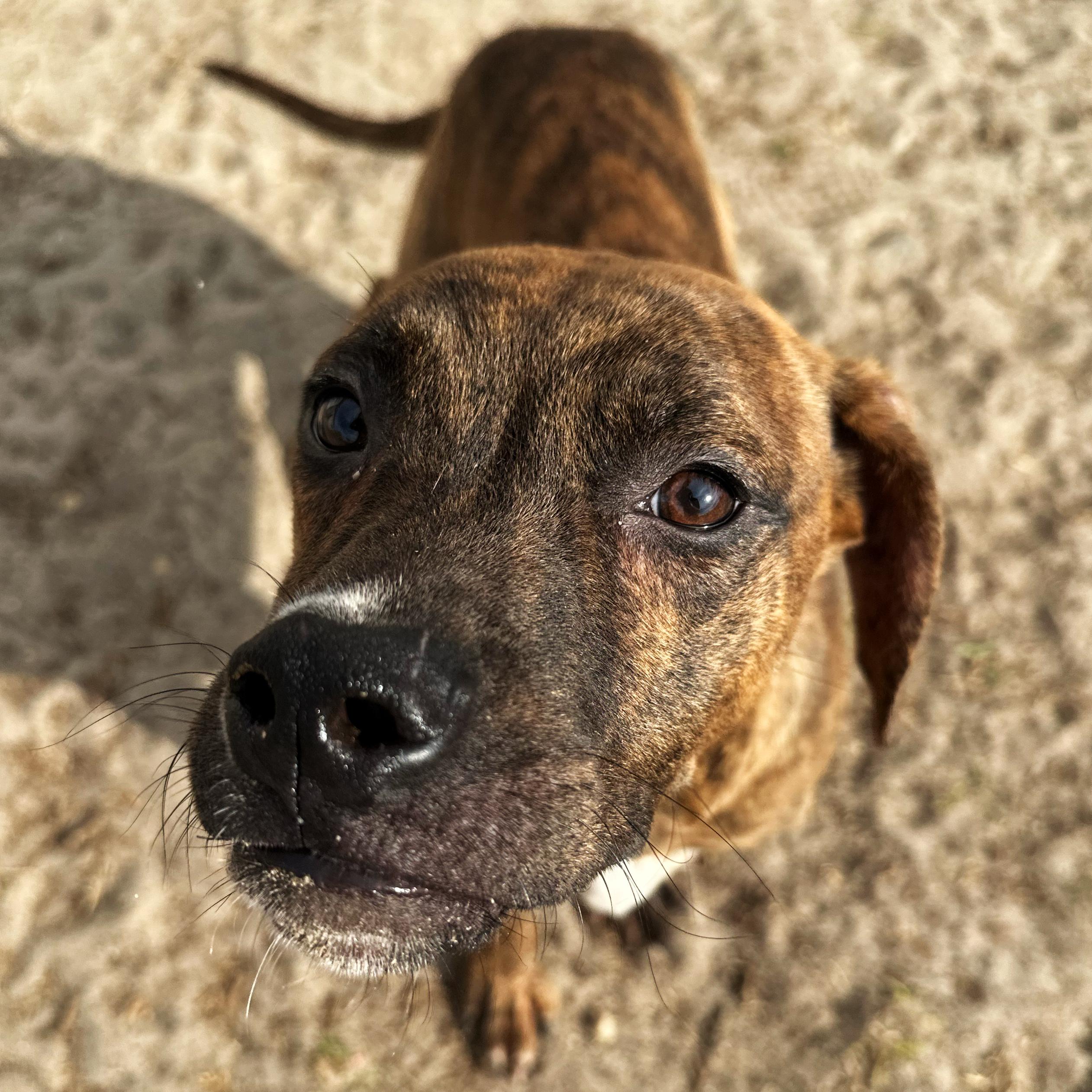 Budgie, a Adoptable mixed breed in Valdosta, GA image 5/5