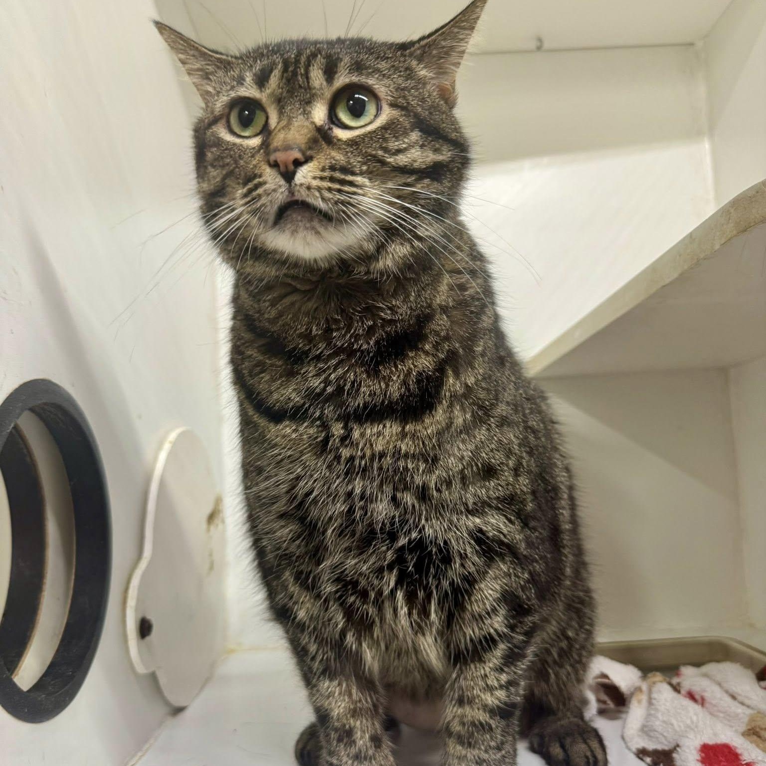 Enlarge Miss Kitty, a ADOPTABLE Domestic Short Hair in Alexandria, IN image 3/5