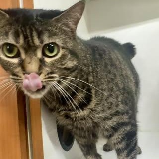 Enlarge Miss Kitty, a ADOPTABLE Domestic Short Hair in Alexandria, IN image 5/5