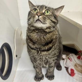 Enlarge Miss Kitty, a ADOPTABLE Domestic Short Hair in Alexandria, IN image 4/5