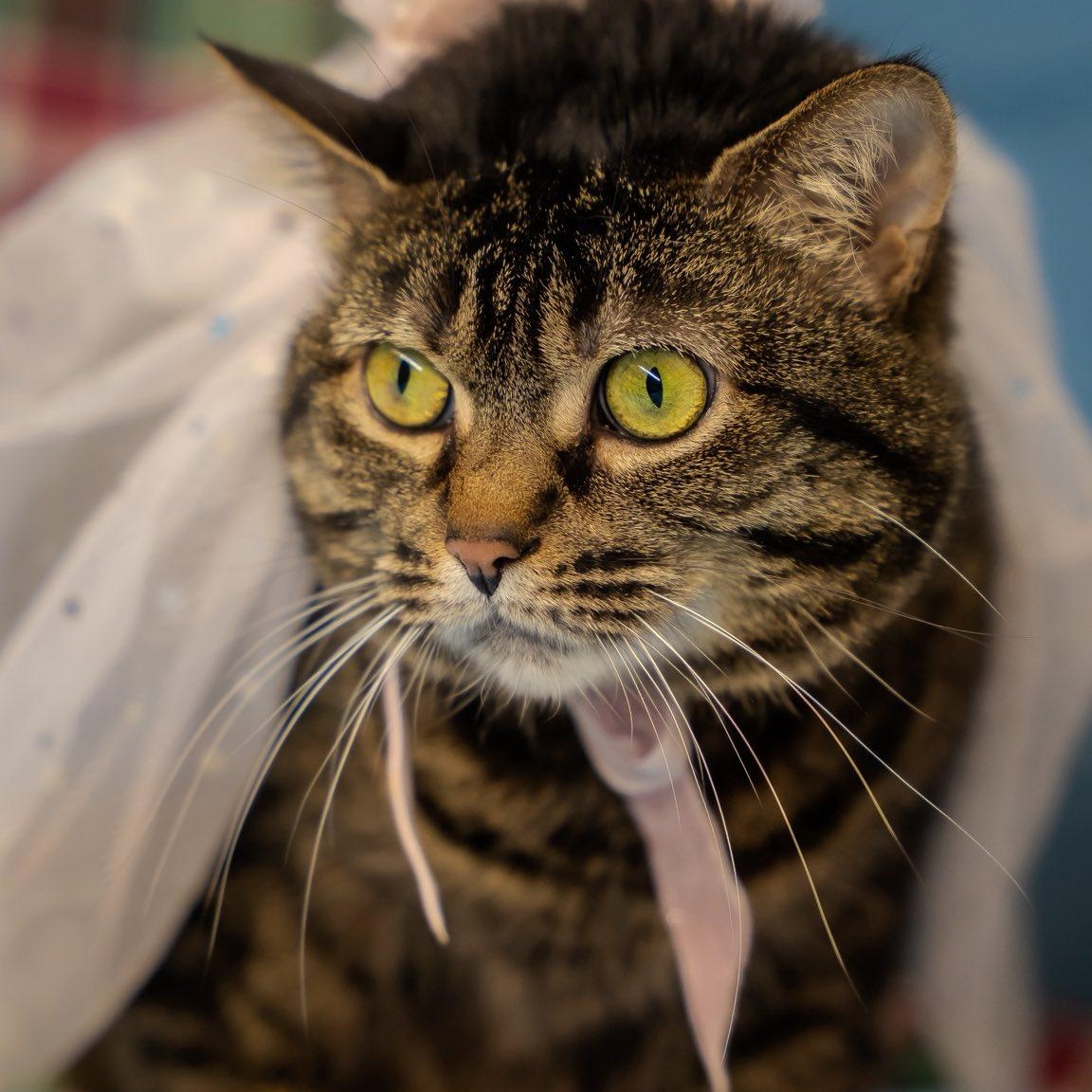 Miss Kitty, ADOPTABLE, Adult Female Domestic Short Hair.