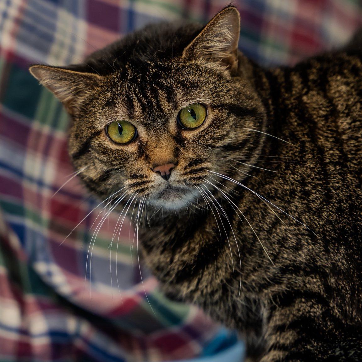 Enlarge Miss Kitty, a ADOPTABLE Domestic Short Hair in Alexandria, IN image 2/5