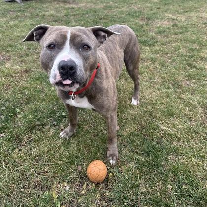 Enlarge Rambo, a Adoptable mixed breed in Dubuque, IA image 2/3