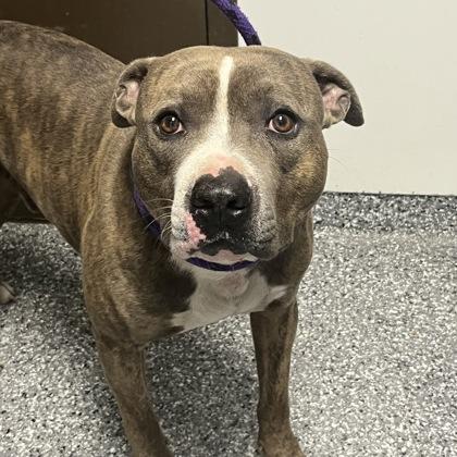 Rambo, Adoptable, Adult Male Mixed Breed.