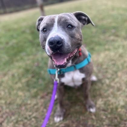 Rambo, Adoptable, Adult Male Mixed Breed.