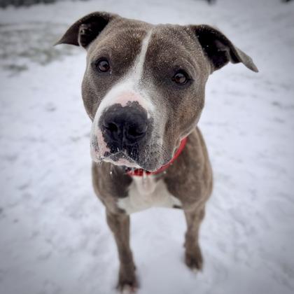 Enlarge Rambo, a Adoptable mixed breed in Dubuque, IA image 3/3