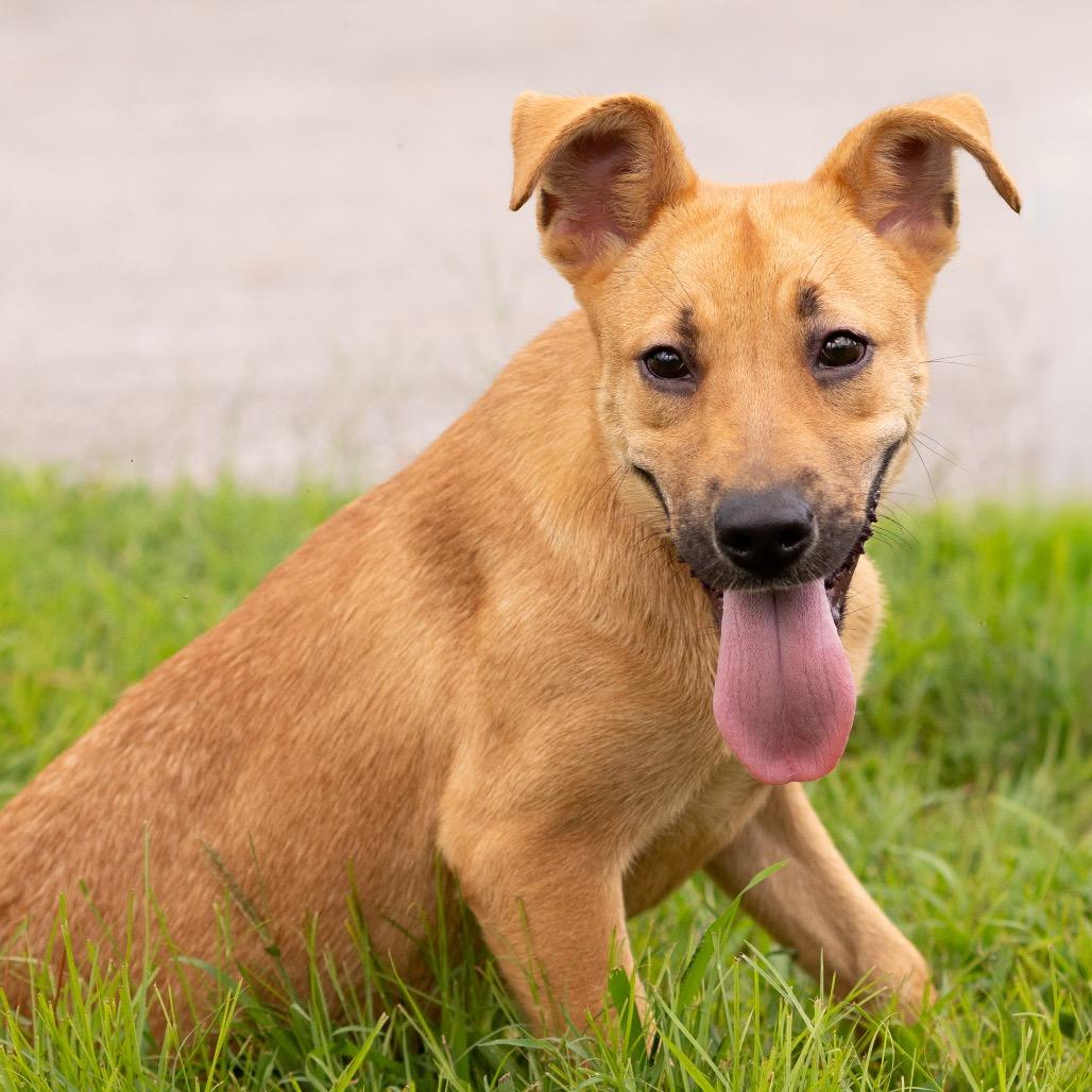 Enlarge Trixie, a Adopted mixed breed in Dixon, KY image 1/1