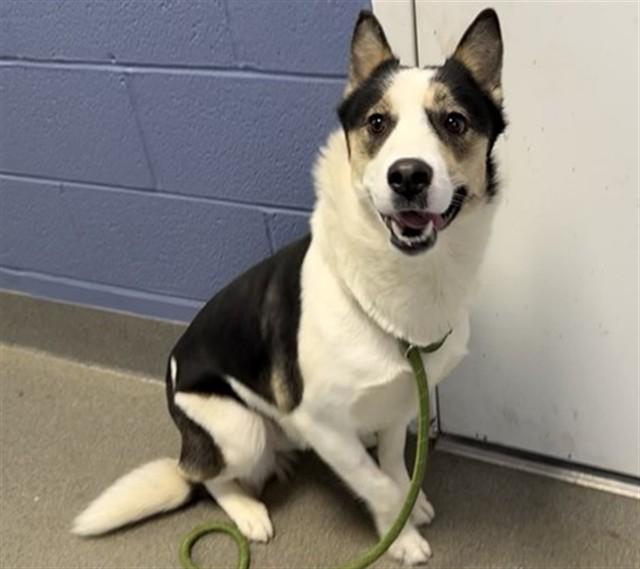 MUFFIN, Adoptable, Young Female Border Collie & Mixed Breed.