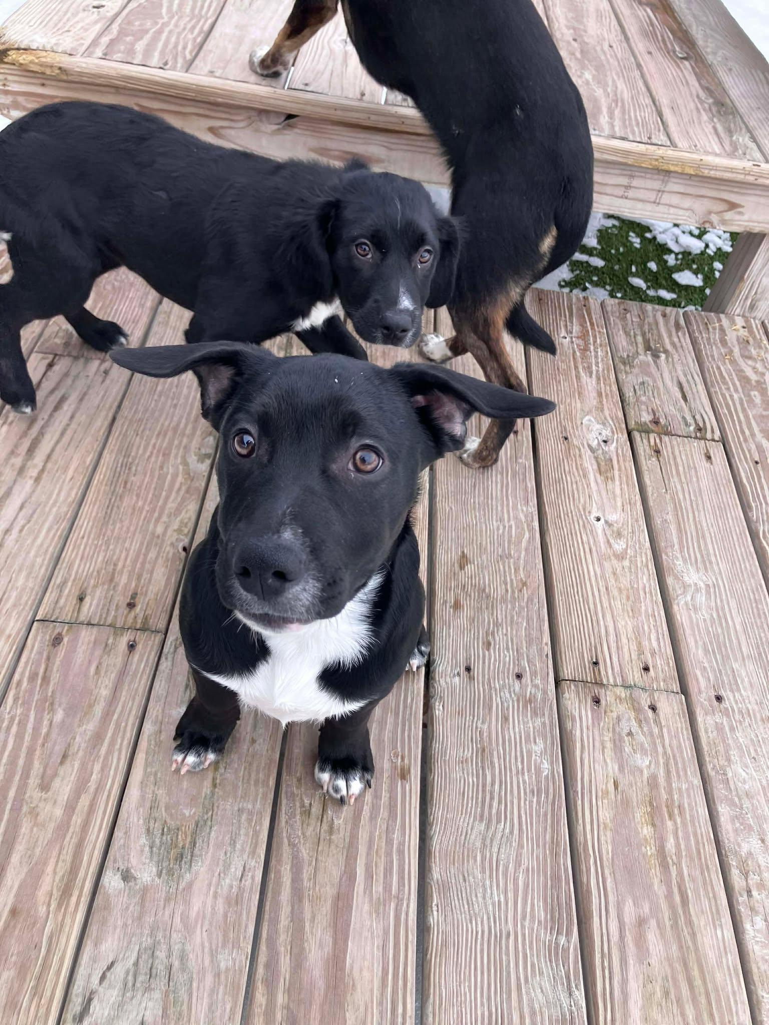 Tinsel, a ADOPTABLE mixed breed in Richmond, KY image 3/6