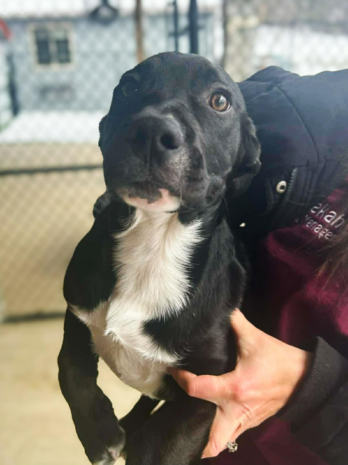 Tinsel, a ADOPTABLE mixed breed in Richmond, KY image 1/6