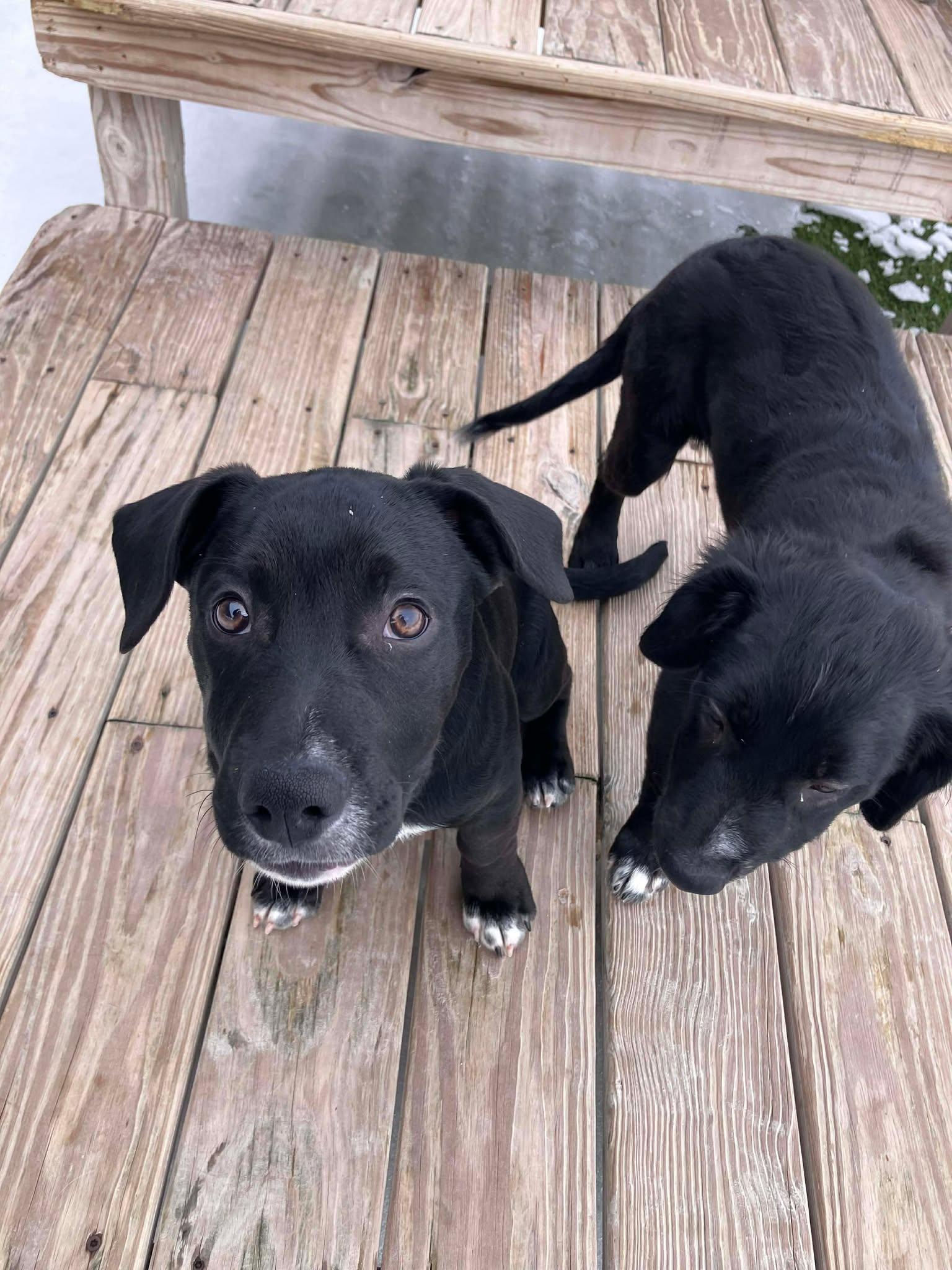 Tinsel, a ADOPTABLE mixed breed in Richmond, KY image 5/6