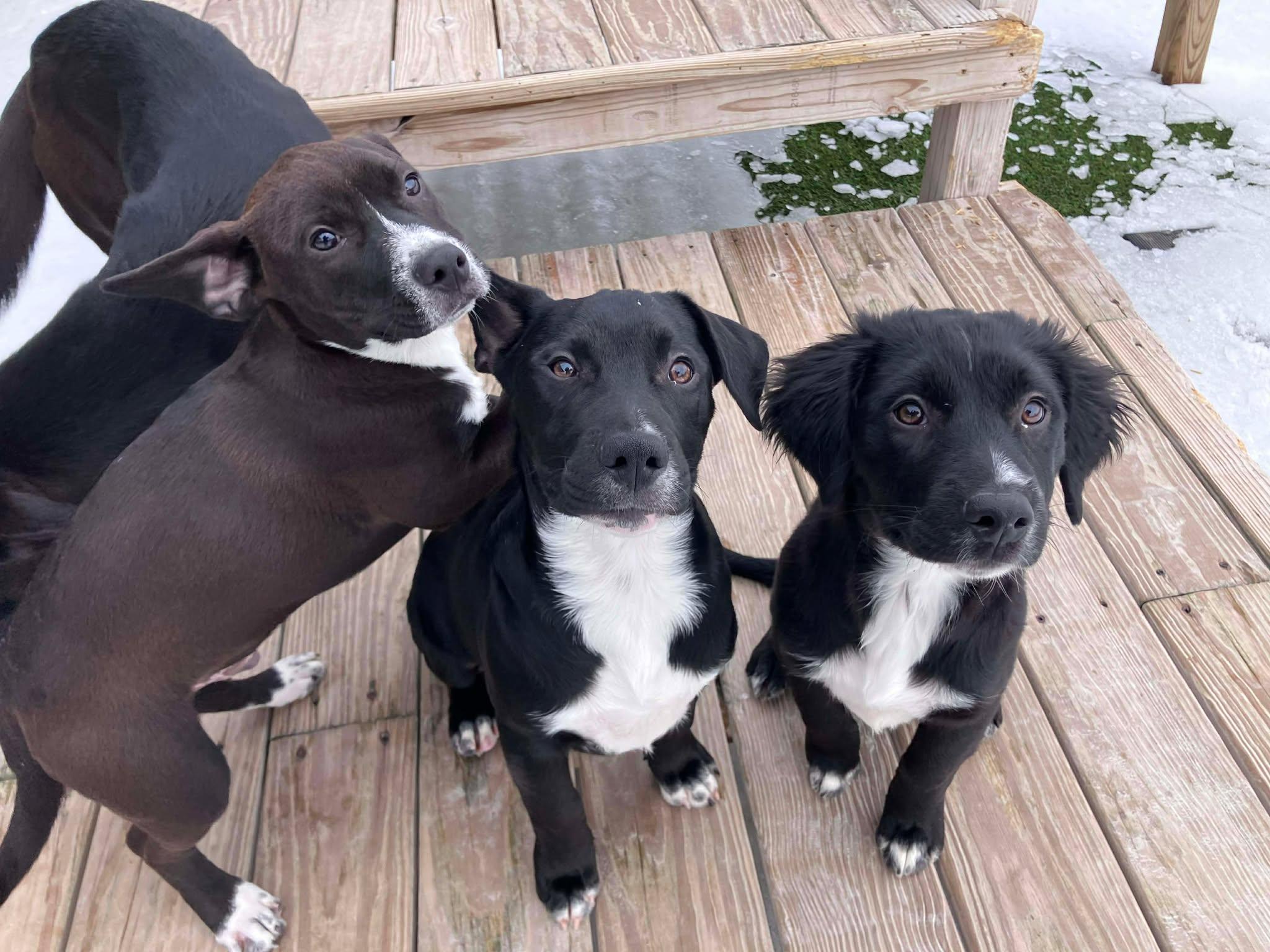 Tinsel, a ADOPTABLE mixed breed in Richmond, KY image 4/6