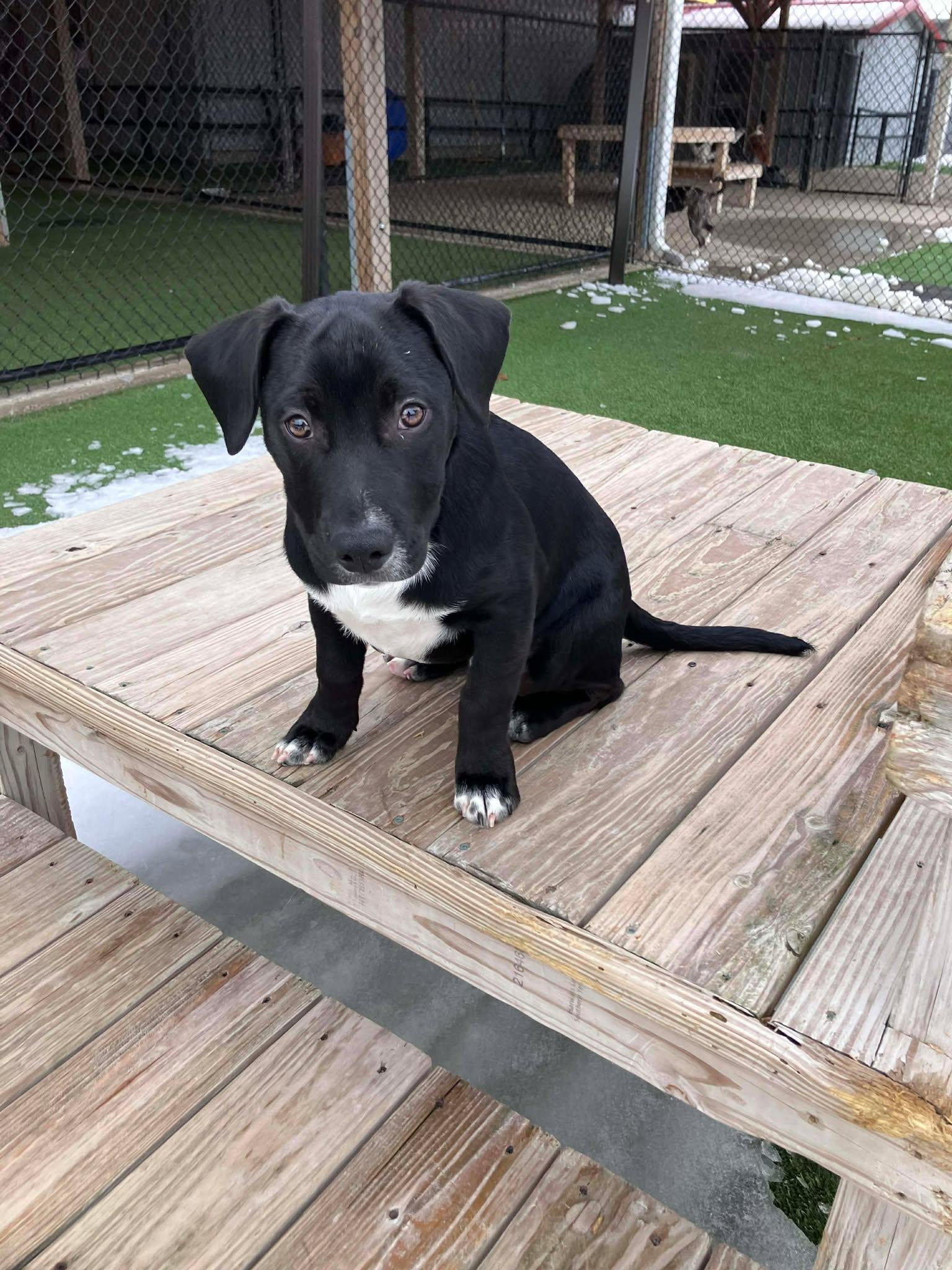 Tinsel, a ADOPTABLE mixed breed in Richmond, KY image 6/6