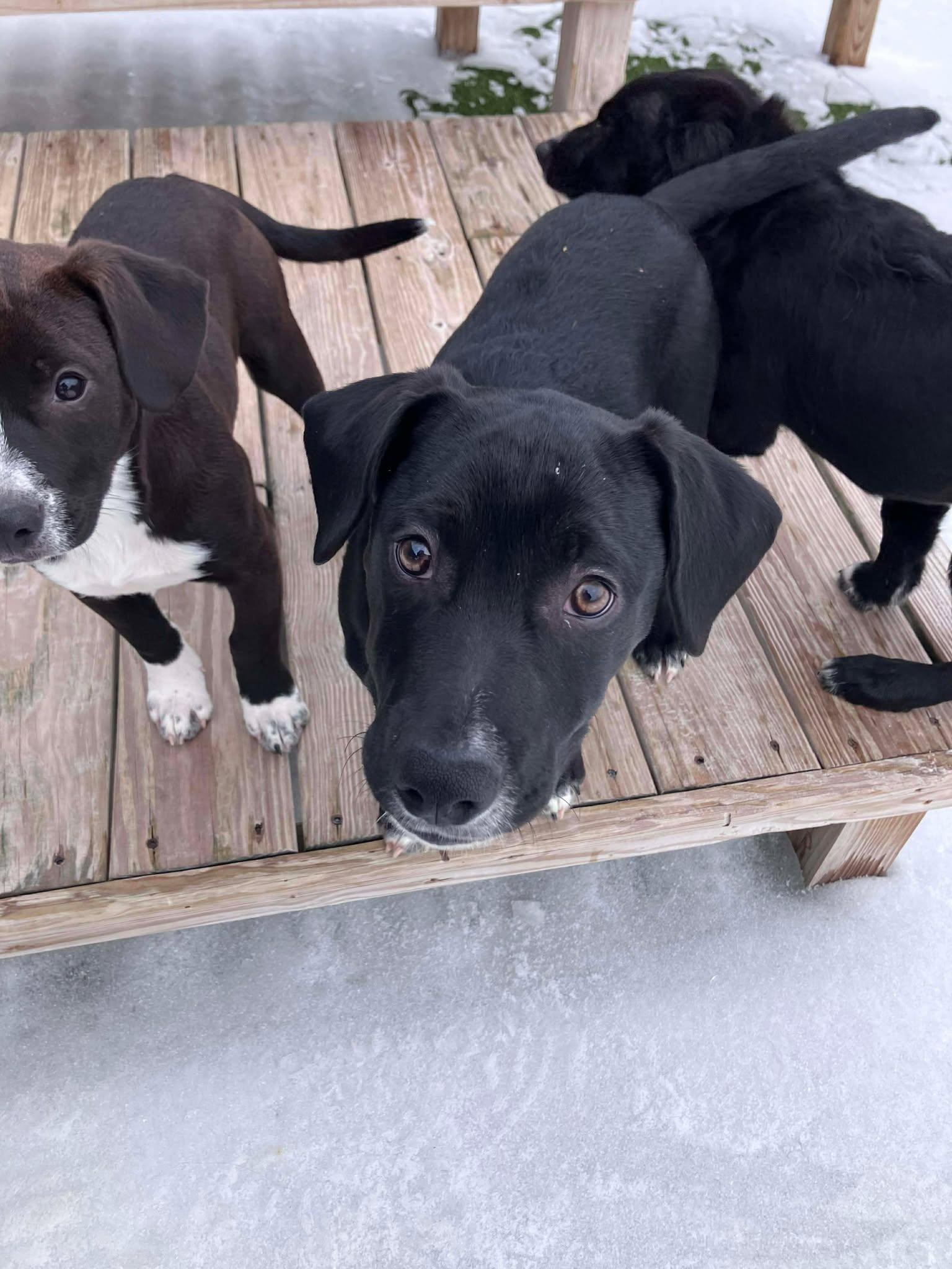 Tinsel, a ADOPTABLE mixed breed in Richmond, KY image 2/6