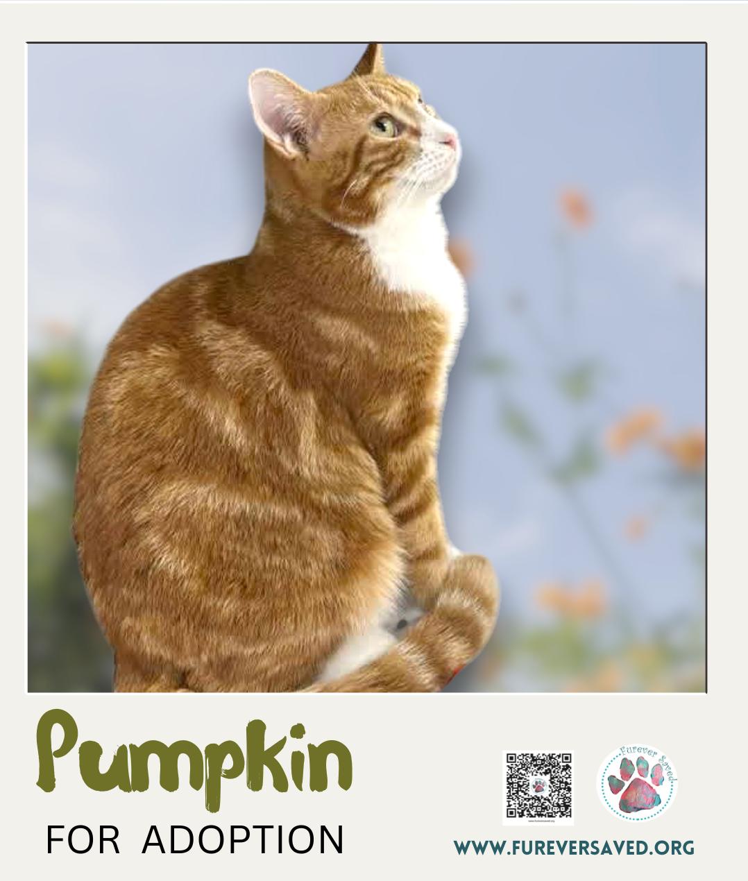 Pumpkin, a ADOPTABLE Domestic Short Hair in Miami, FL image 2/4
