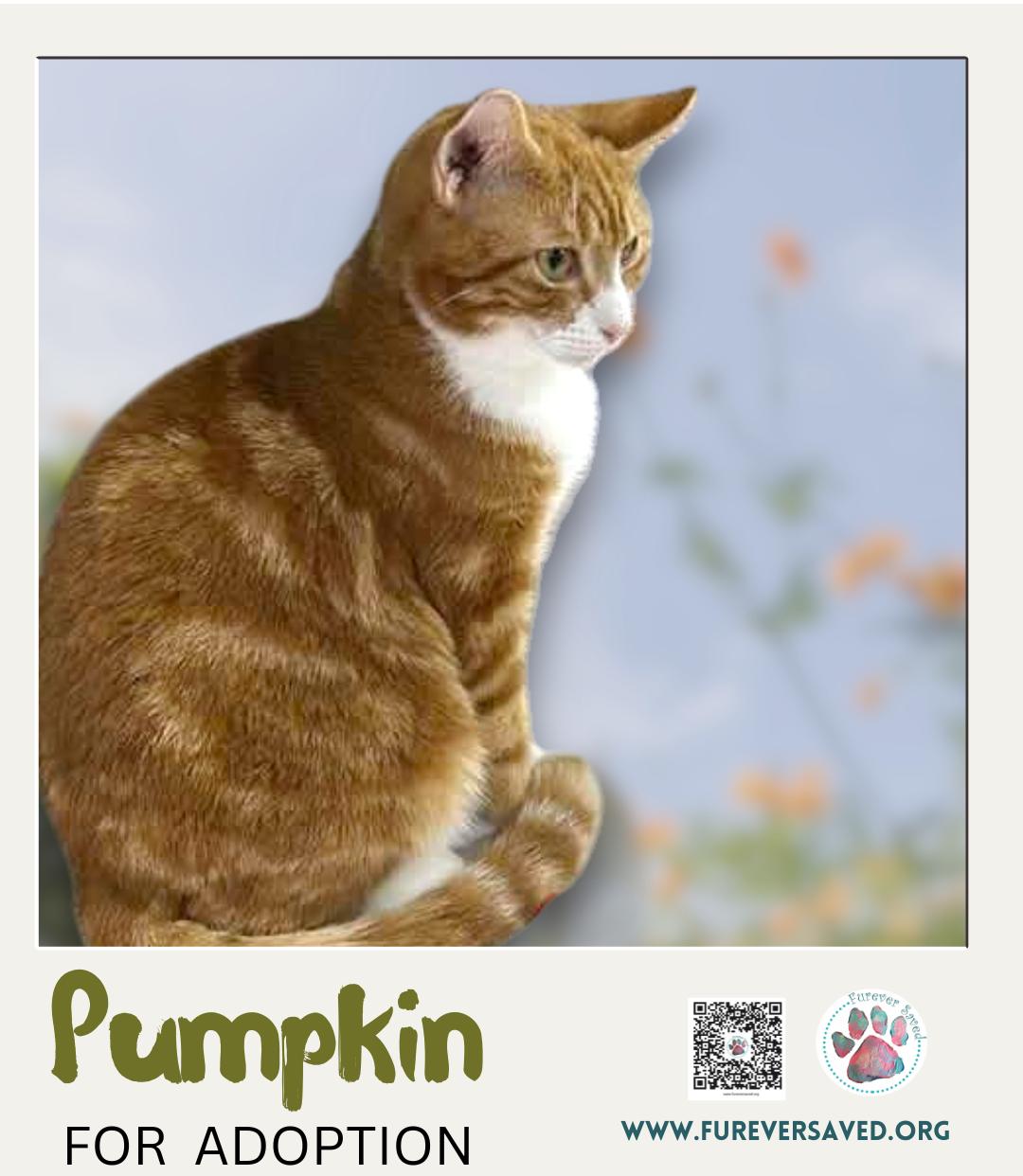 Pumpkin, a ADOPTABLE Domestic Short Hair in Miami, FL image 4/4