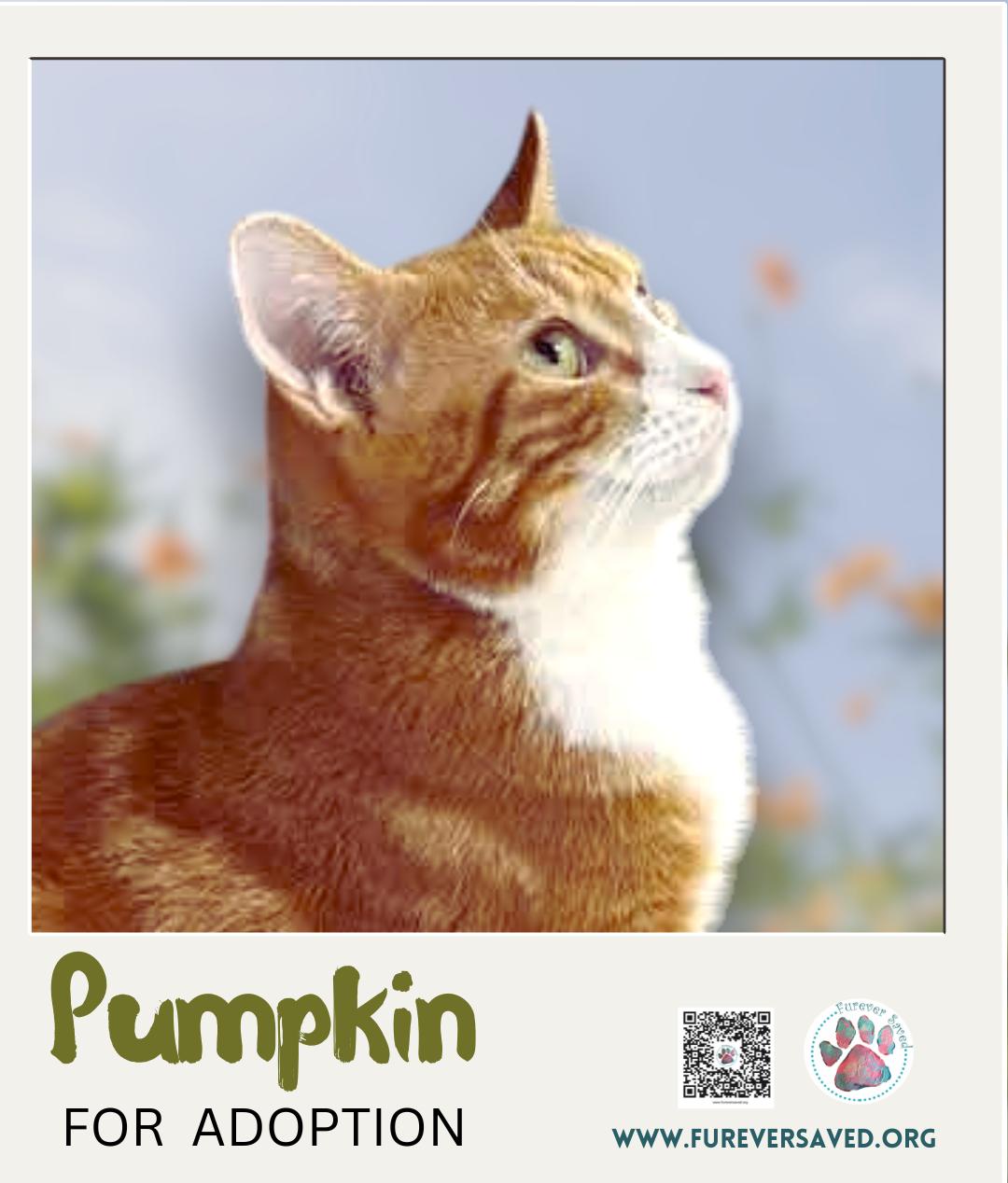 Pumpkin, a ADOPTABLE Domestic Short Hair in Miami, FL image 1/4