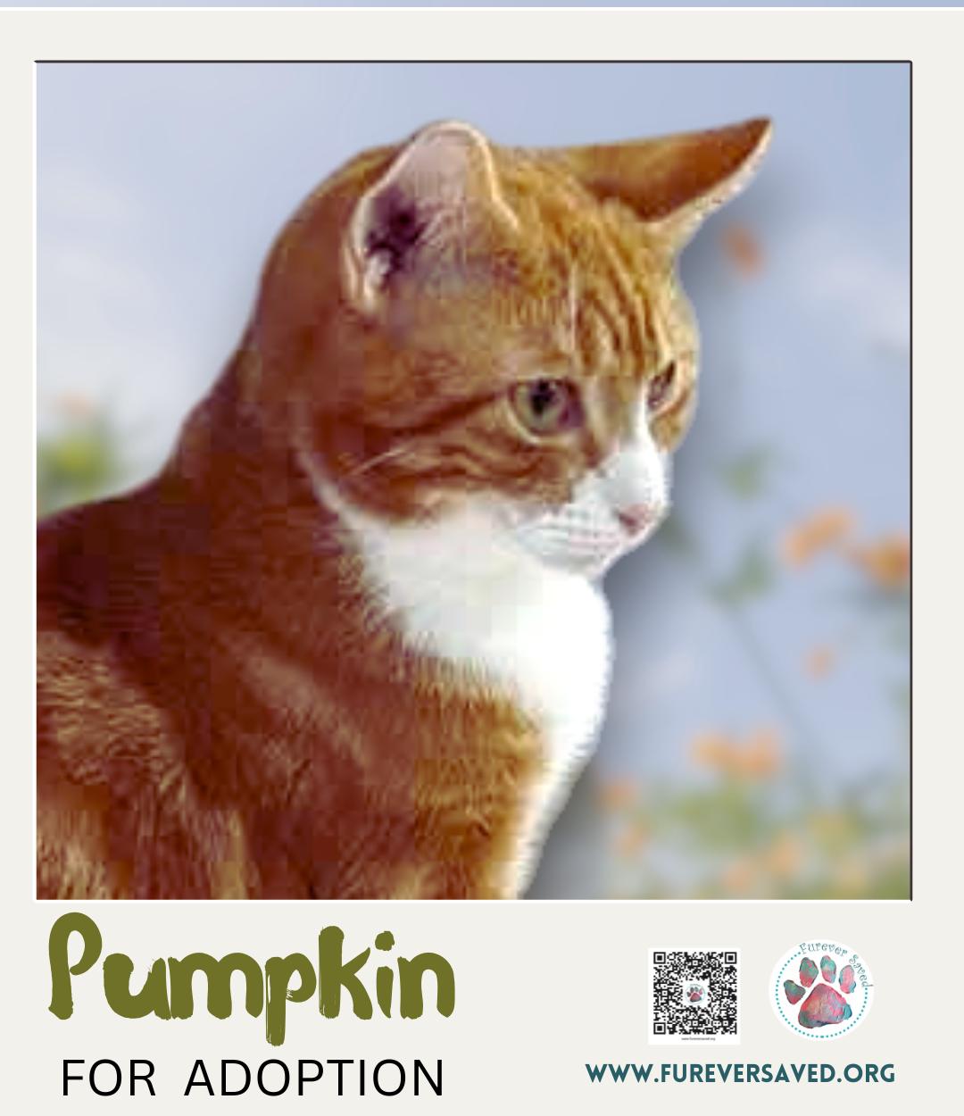 Pumpkin, a ADOPTABLE Domestic Short Hair in Miami, FL image 3/4