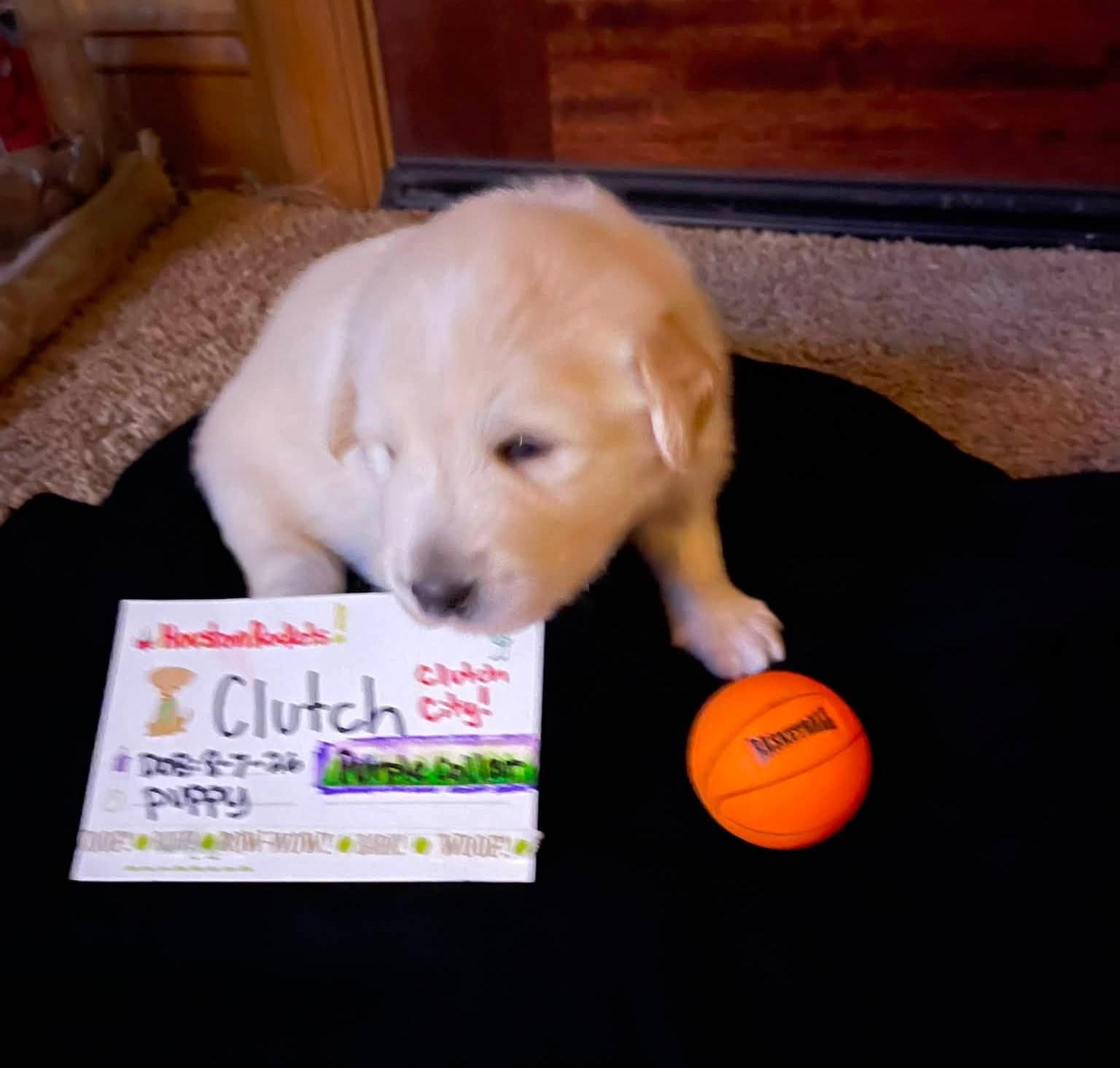 Enlarge Clutch SAT Texas Icon Litter, a Adoptable Great Pyrenees in Saint Jo, TX image 1/6