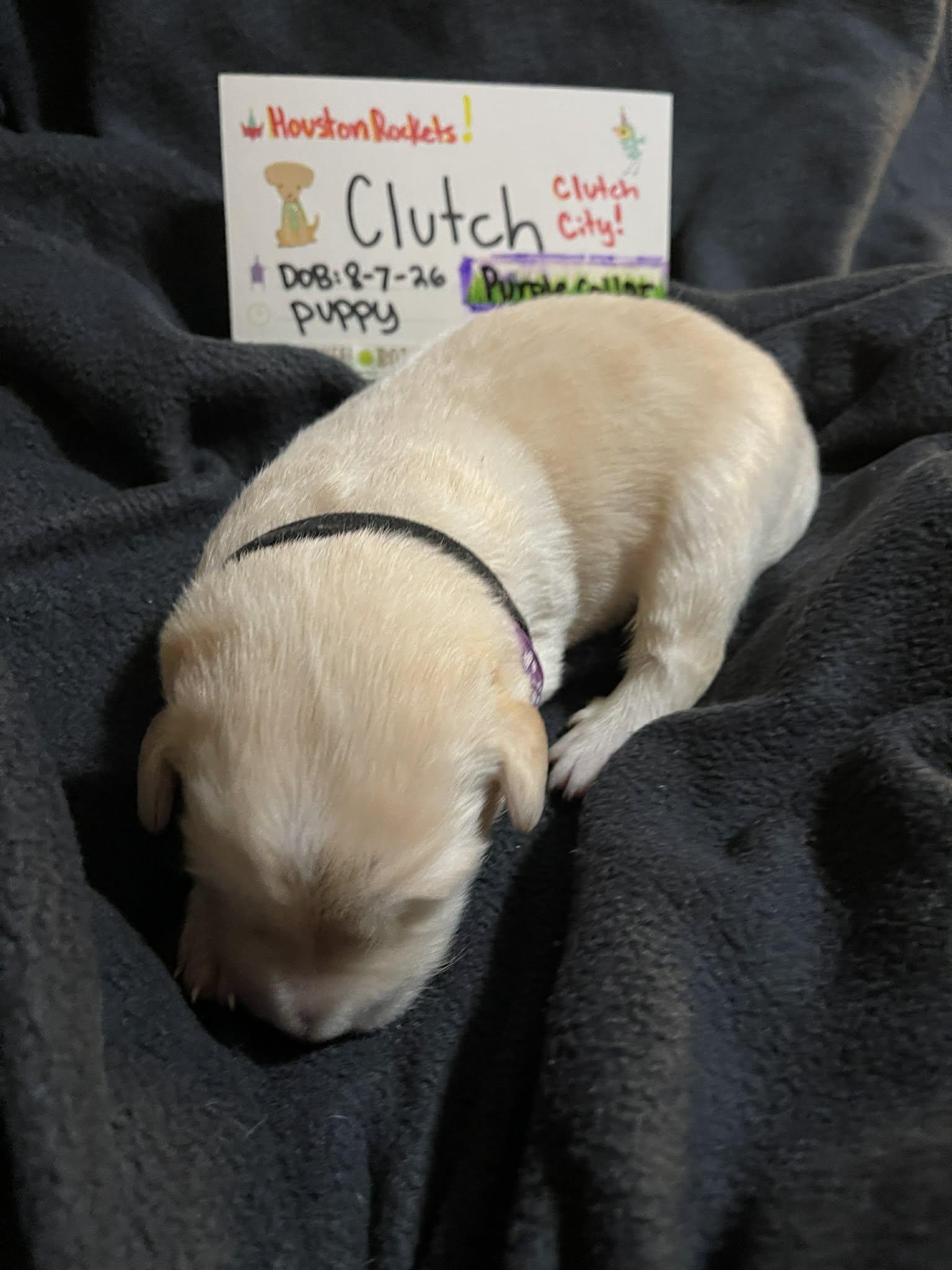 Enlarge Clutch SAT Texas Icon Litter, a Adoptable Great Pyrenees in Saint Jo, TX image 2/6
