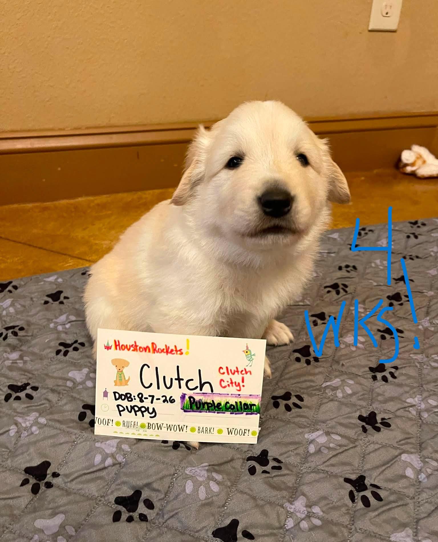 Enlarge Clutch SAT Texas Icon Litter, a Adoptable Great Pyrenees in Saint Jo, TX image 3/6
