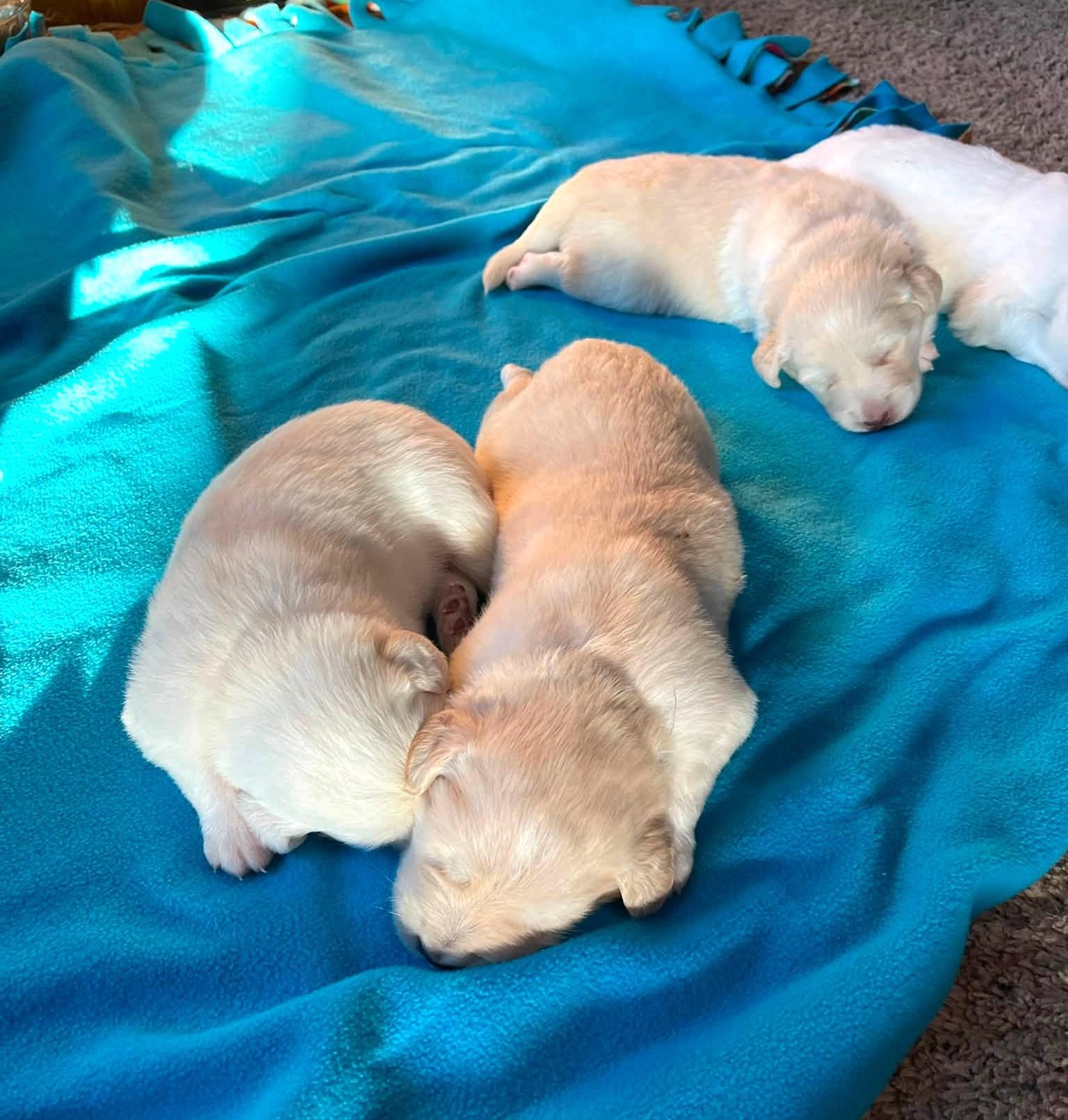 Enlarge Clutch SAT Texas Icon Litter, a Adoptable Great Pyrenees in Saint Jo, TX image 5/6