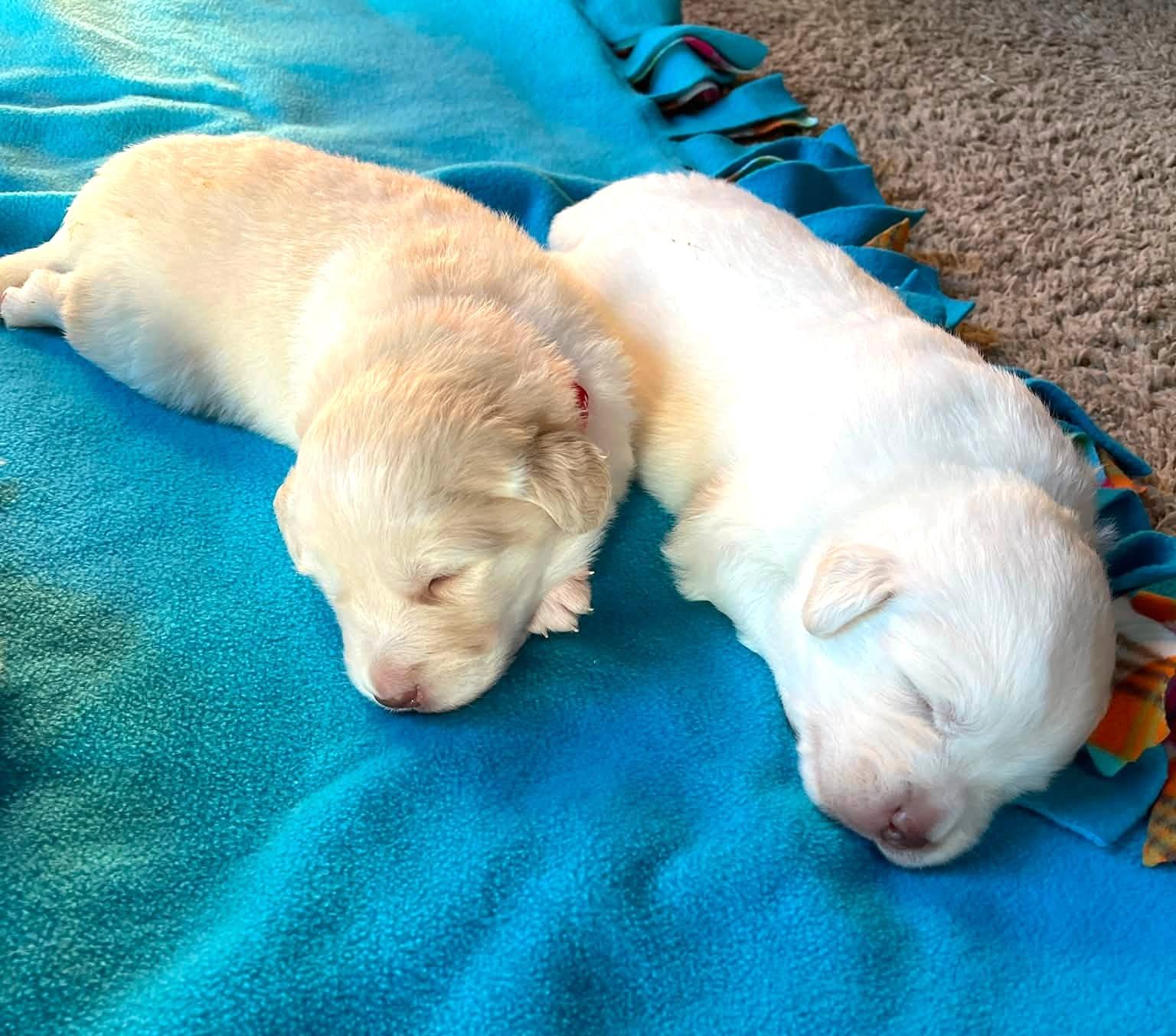 Enlarge Clutch SAT Texas Icon Litter, a Adoptable Great Pyrenees in Saint Jo, TX image 6/6