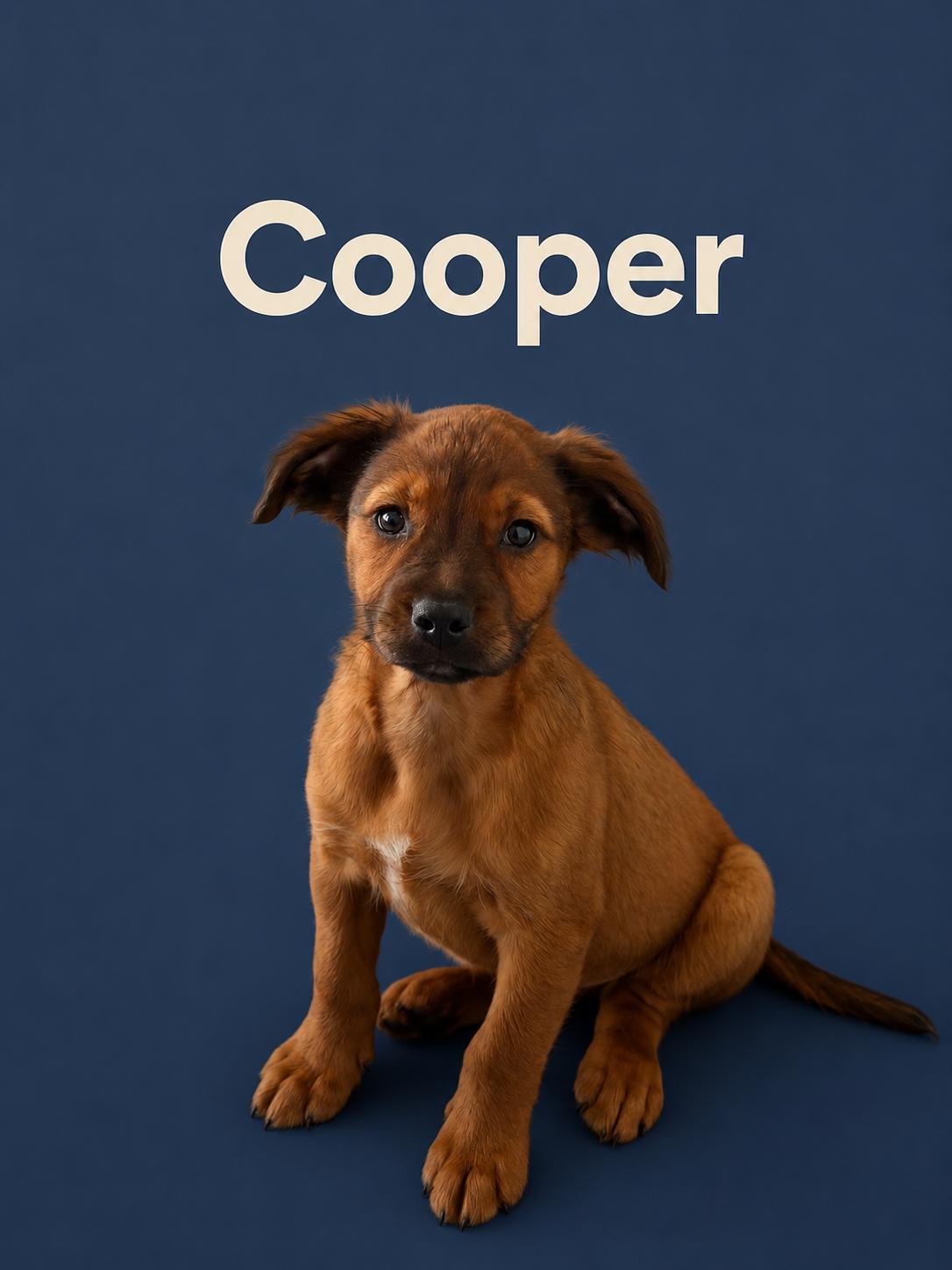 Enlarge Cooper, a Adopted Retriever in Union Beach, NJ image 1/1